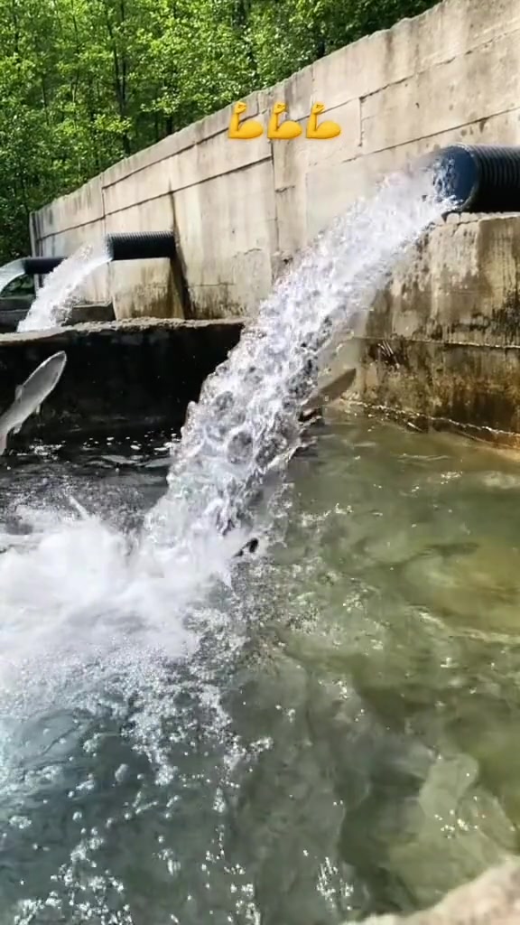 活鱼逆流而上，死鱼随波逐流，人生贵在折腾