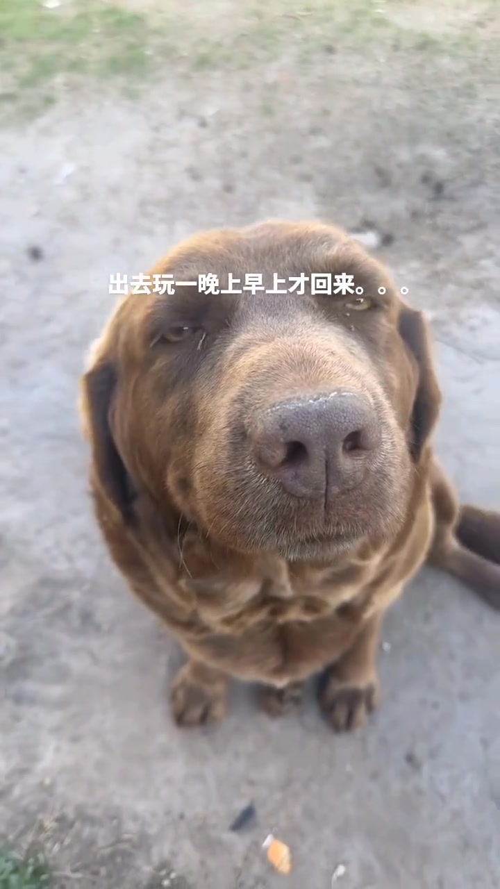 鬼迷日眼的，一晚上没睡 狗
