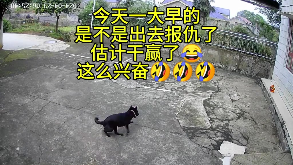 这狗子一定是干架赢了 兴奋的疯狂转圈