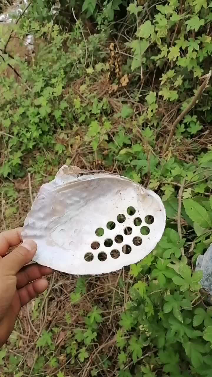 半山腰发现很多打洞的蚌壳，有人知道是做什么用的吗？