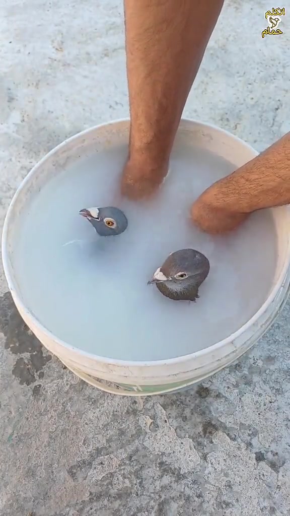 这是干啥呢？我看这鸽子根本一点水没沾