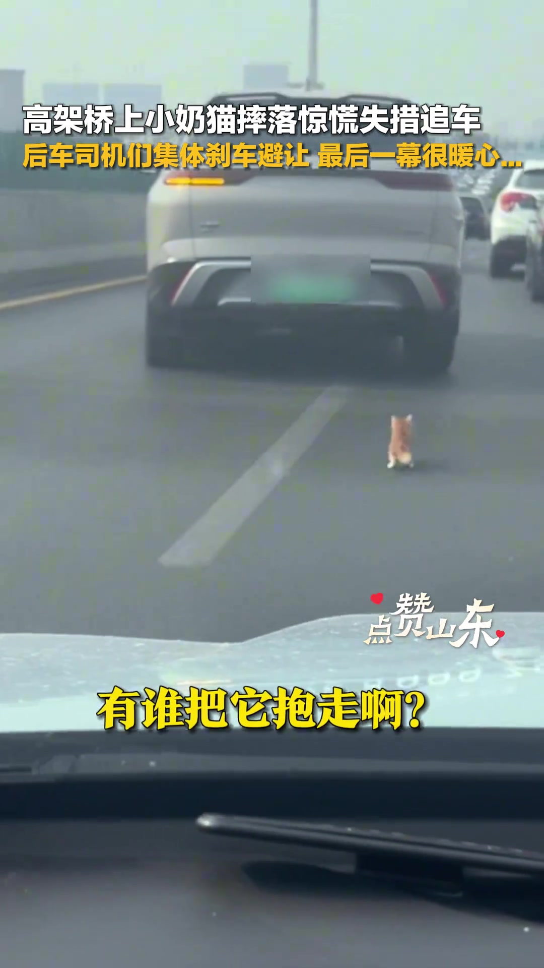 高架桥上小猫摔下车惊慌失措，暖心小伙下车将小猫救走