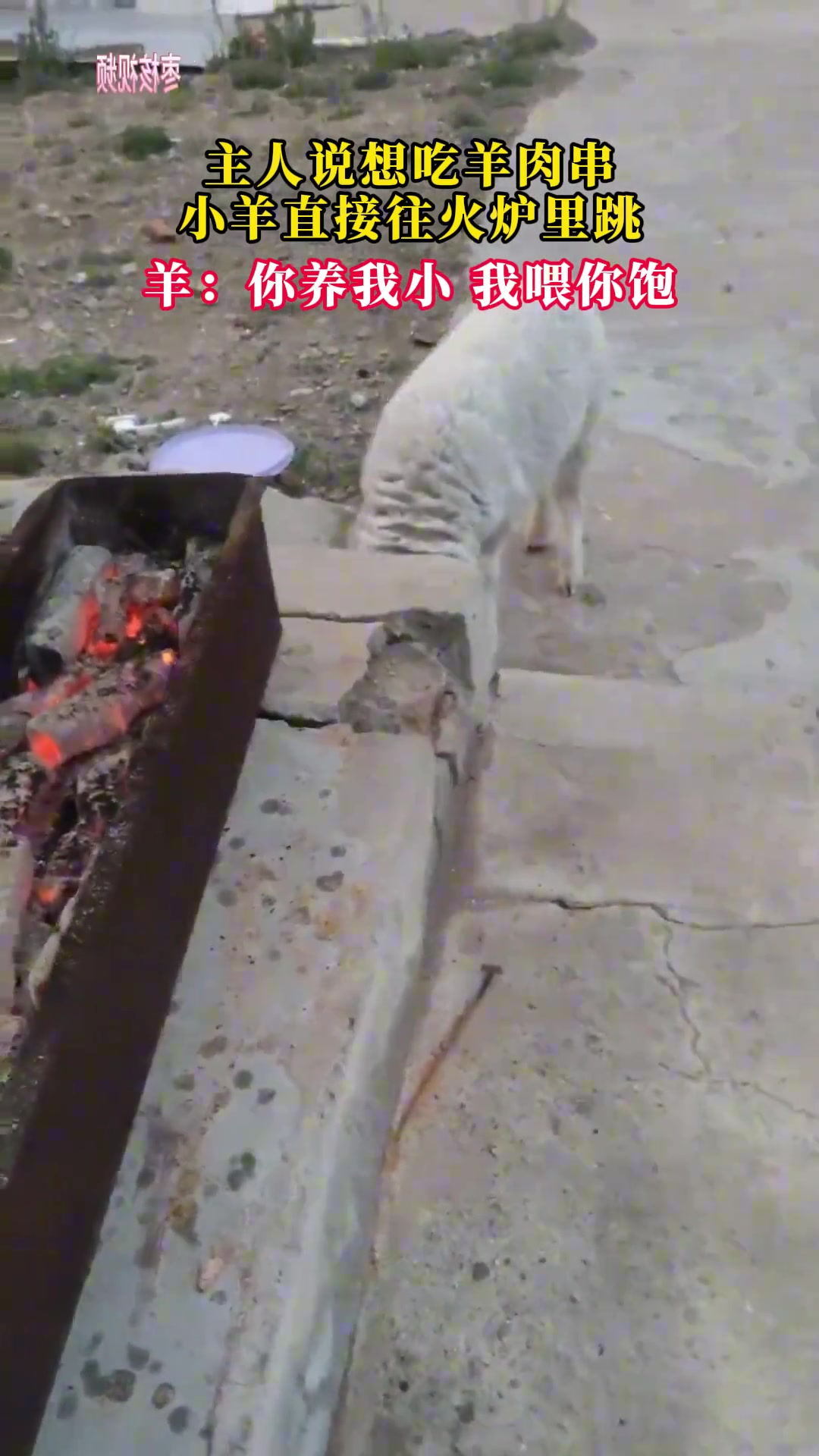 主人说想吃羊肉串 小羊直接往火炉里跳