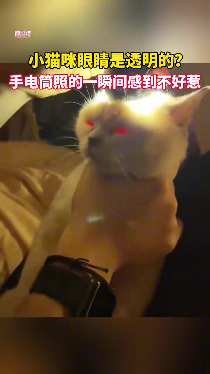 小猫咪眼睛是透明的？手电筒照的一瞬间感到不好惹