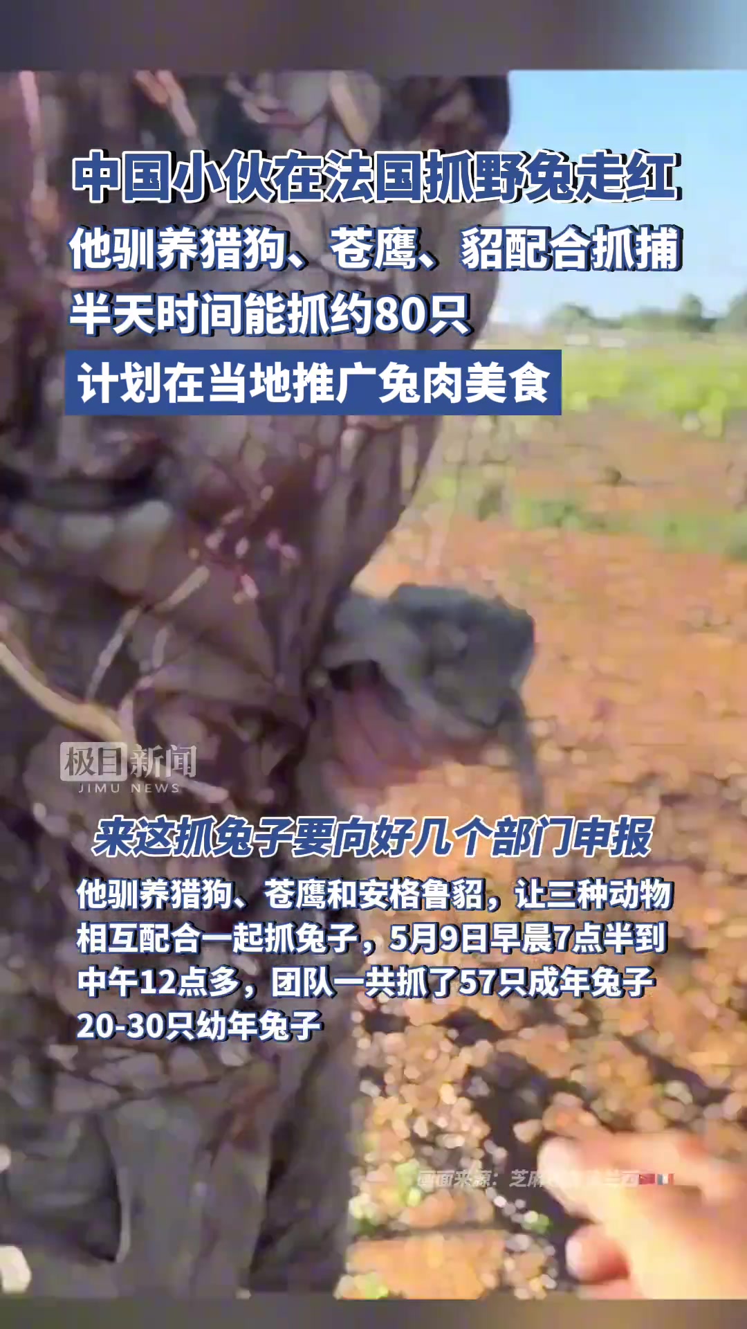 法国一小镇兔子泛滥成灾，中国小伙在法国抓野兔走红