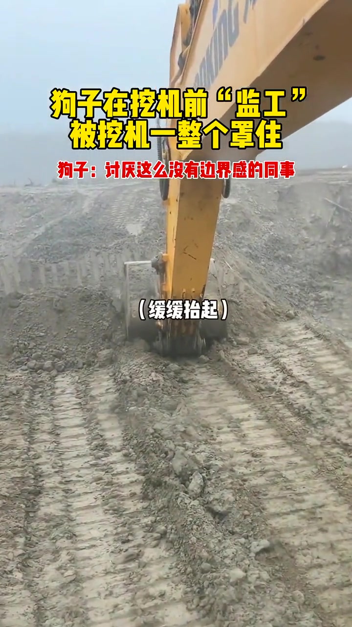 问君能有几多愁，恰似挖机盖狗头