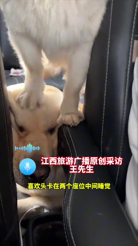 第一次用憨厚老实形容一条狗 ！