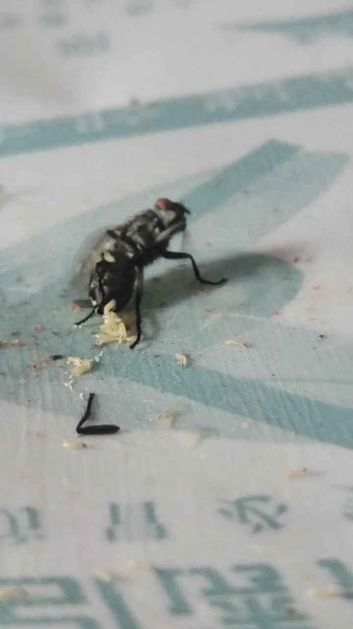 苍蝇死前还在产卵