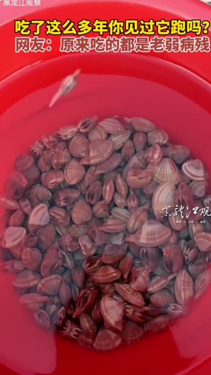 原来这玩意能在水里飞的吗？