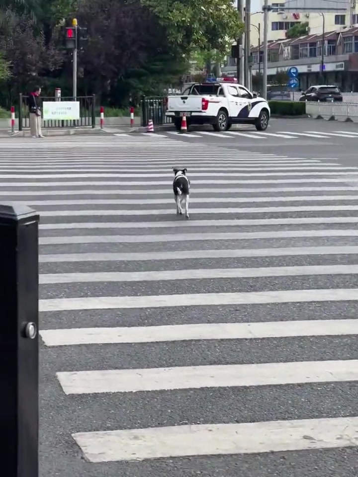 有狗闯红灯啊！建议抓去教育一下