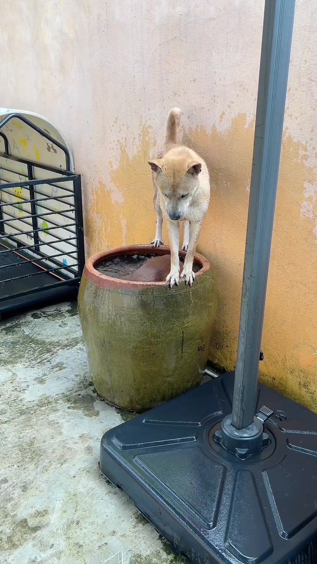现在狗洗澡都那么讲究了，素质还高排队来洗