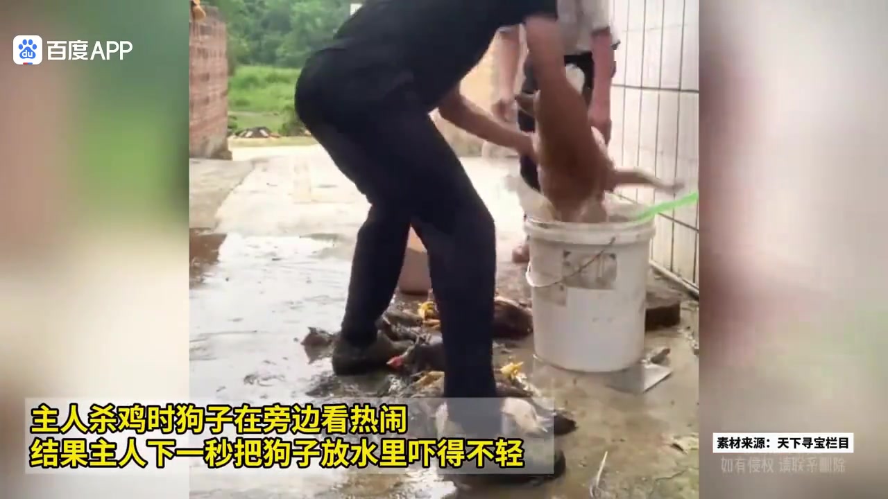 主人杀鸡时狗子在旁边看热闹 不料下一秒把狗吓得不轻