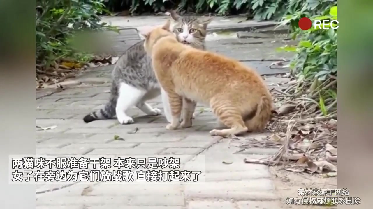音乐起，感觉不打有点下不来台