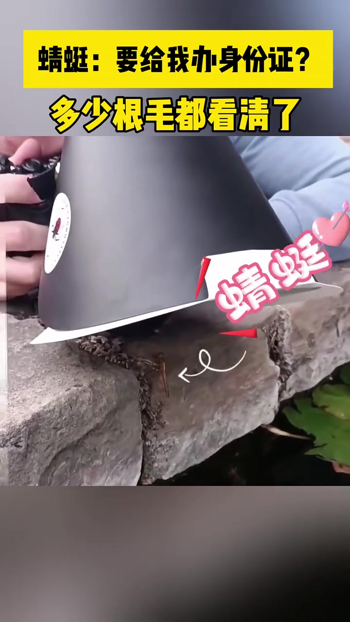 蜻蜓多少根毛都被看清了！