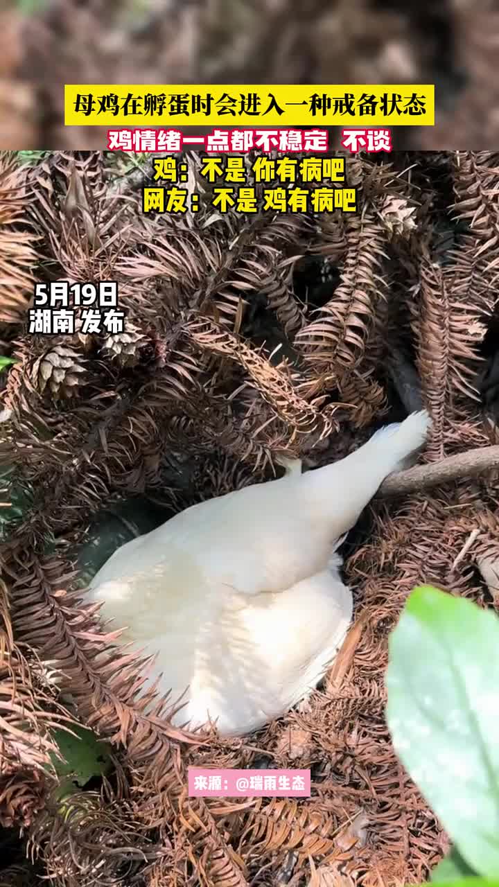母鸡在孵蛋时会进入一种戒备状态！