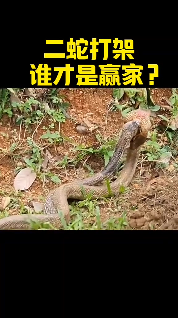 太凶猛了！二蛇打架，谁才是赢家？