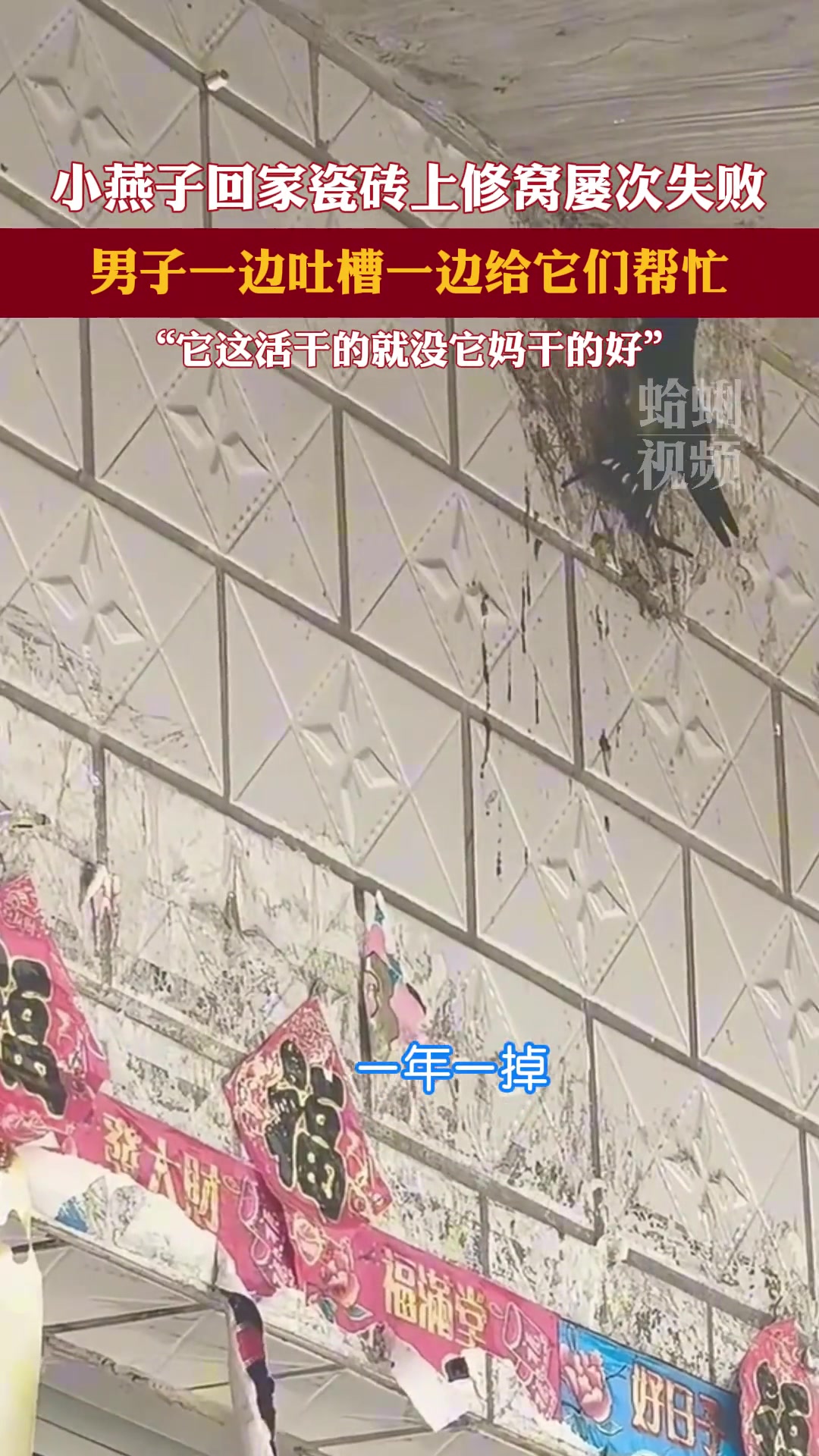这小燕子技术虽然不行 毅力却是杠杠的