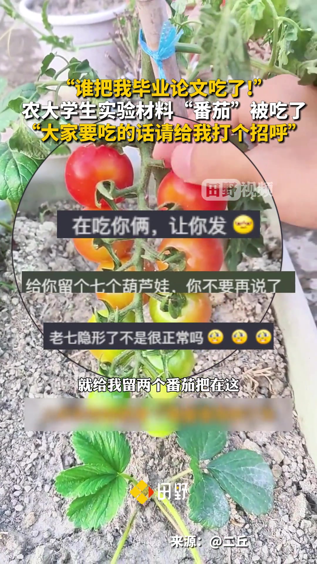 大学生辛苦种植的西红柿“实验材料”惨遭毒手