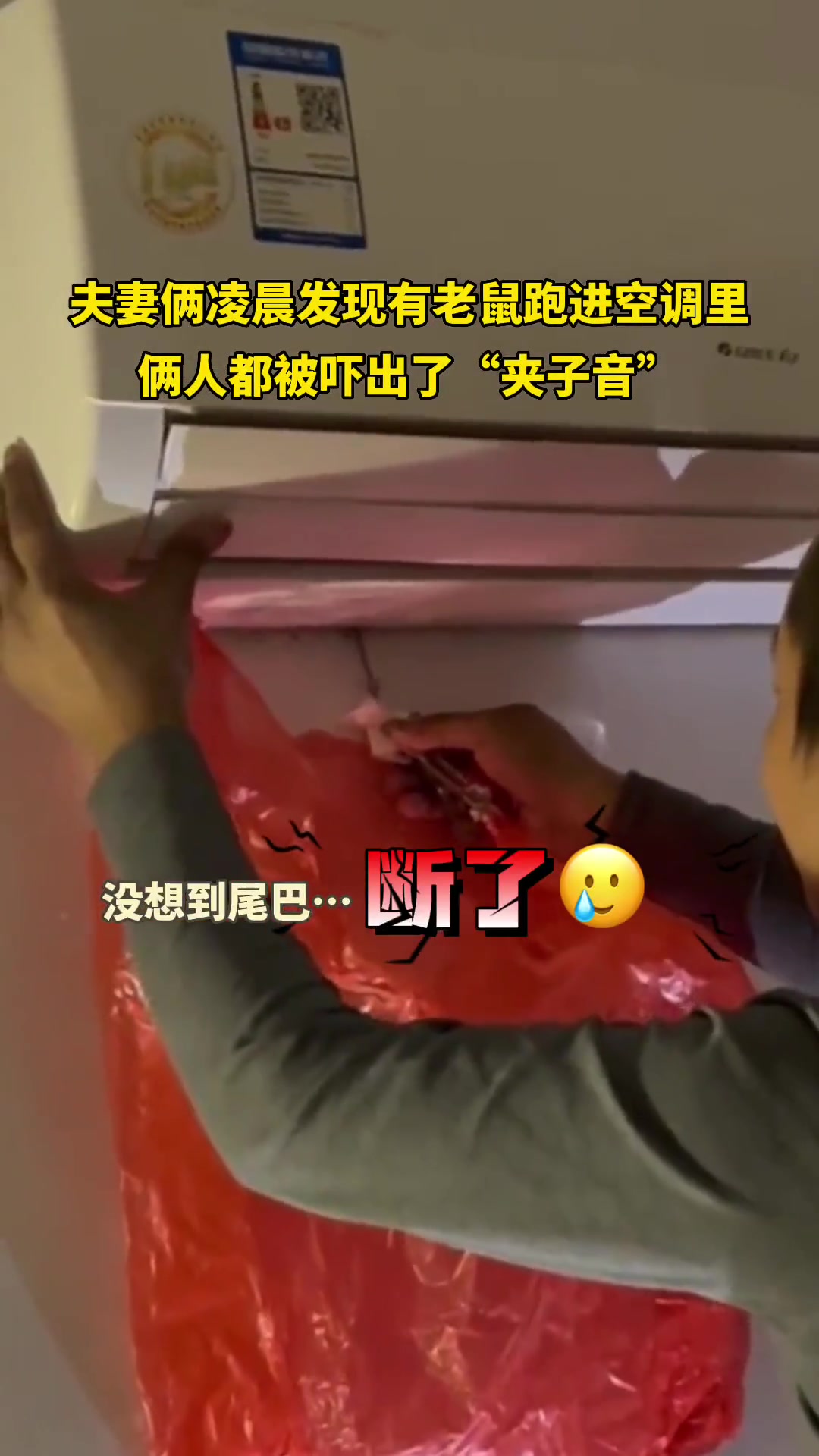 家里进了老鼠 夫妻俩被吓出“夹子音”