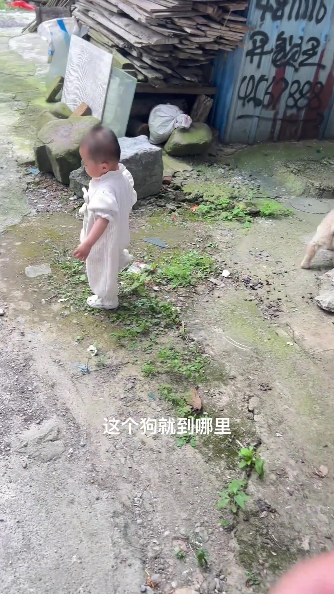 华田园犬 极品小狗