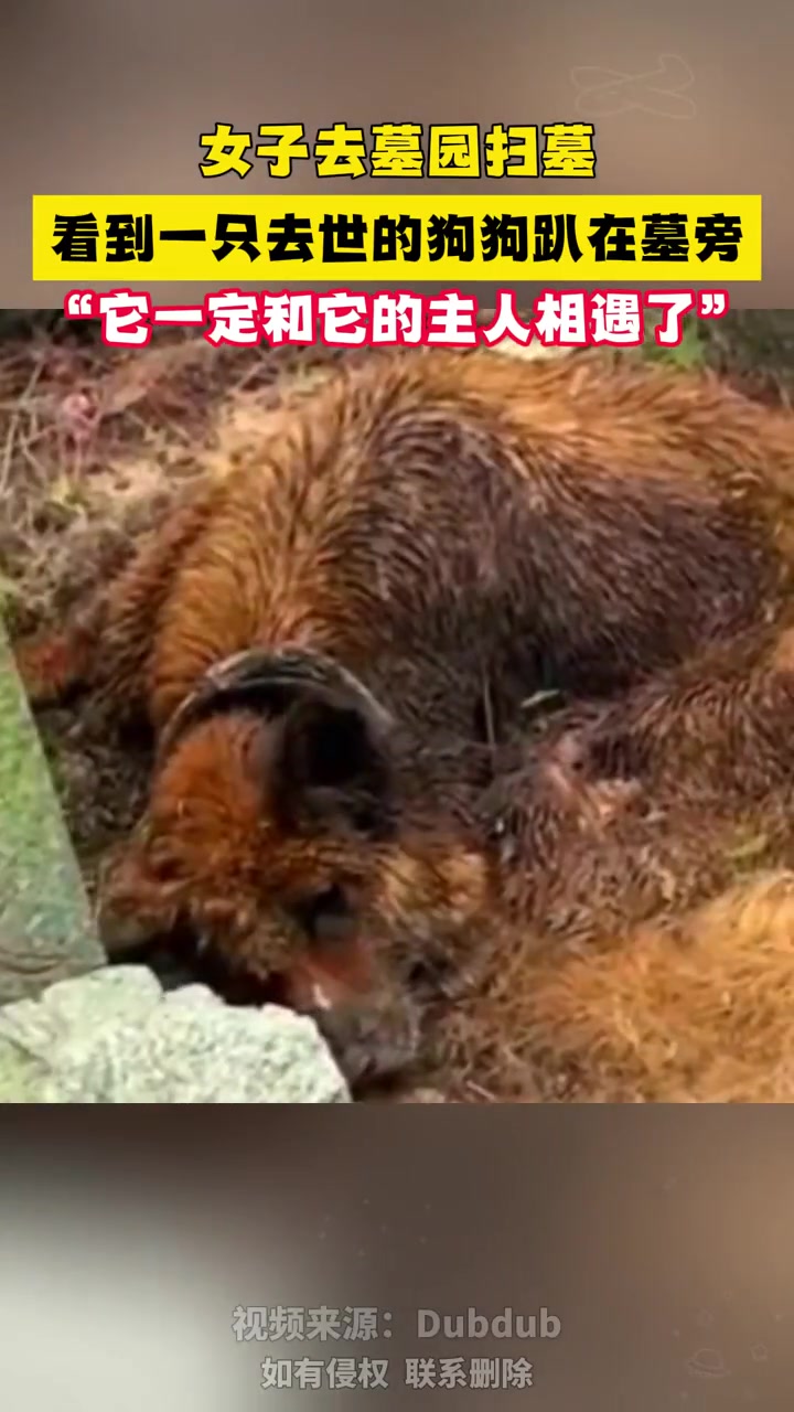 忠犬八公是真的！它一定和它的主人相遇了!
