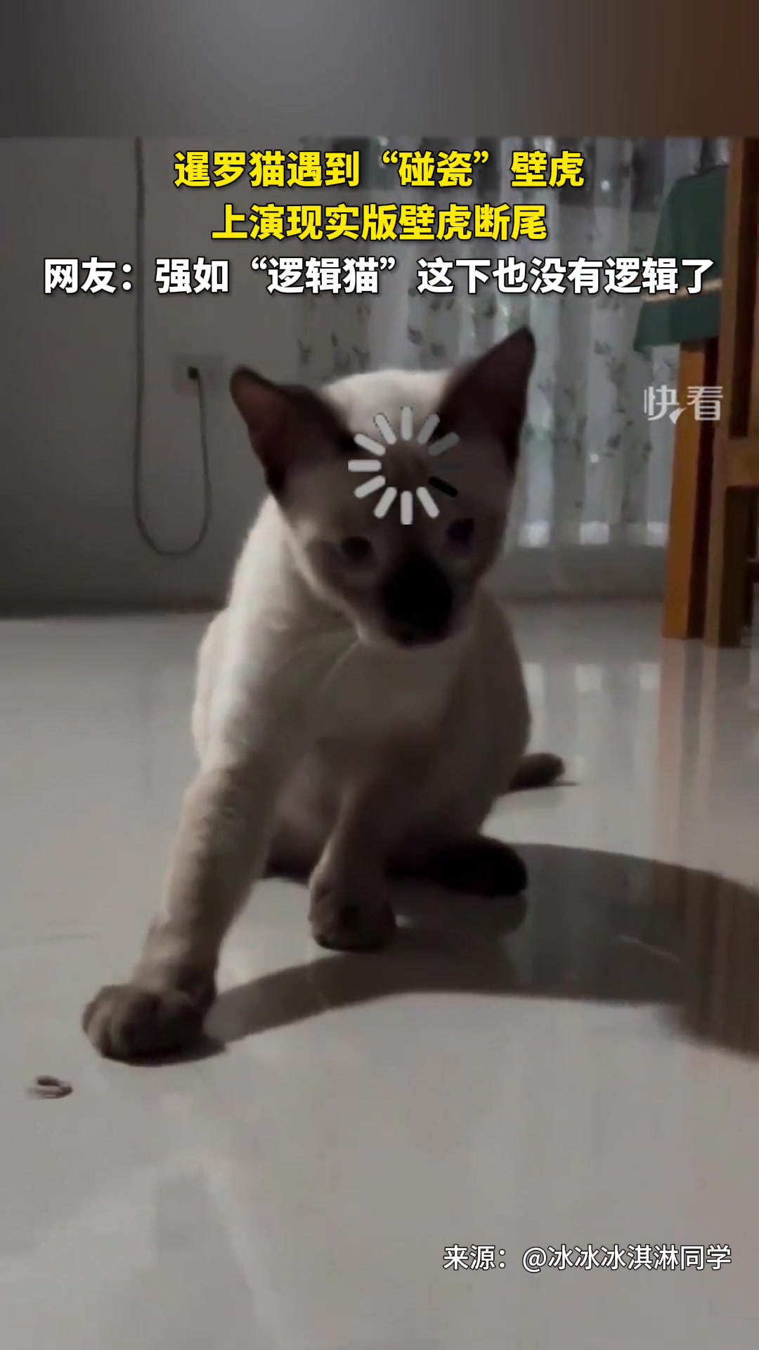 猫遇到“碰瓷”壁虎，上演现实版断尾求生