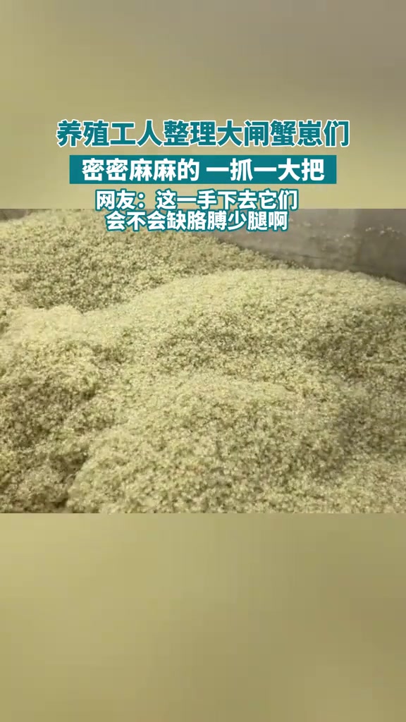 大闸蟹幼崽密密麻麻的一抓一大把