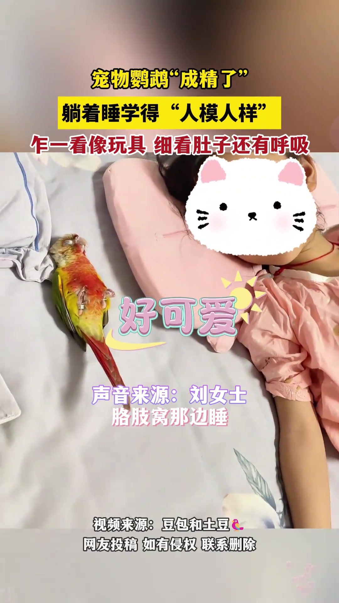 宠物鹦鹉成“精”，躺着睡学得“人模人样”。