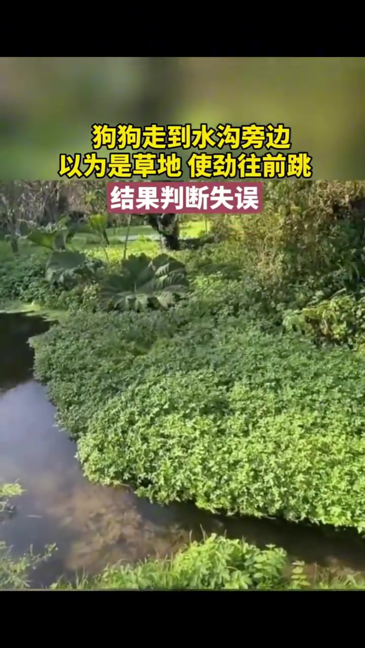 上岸如此困难，腿吓软了吧
