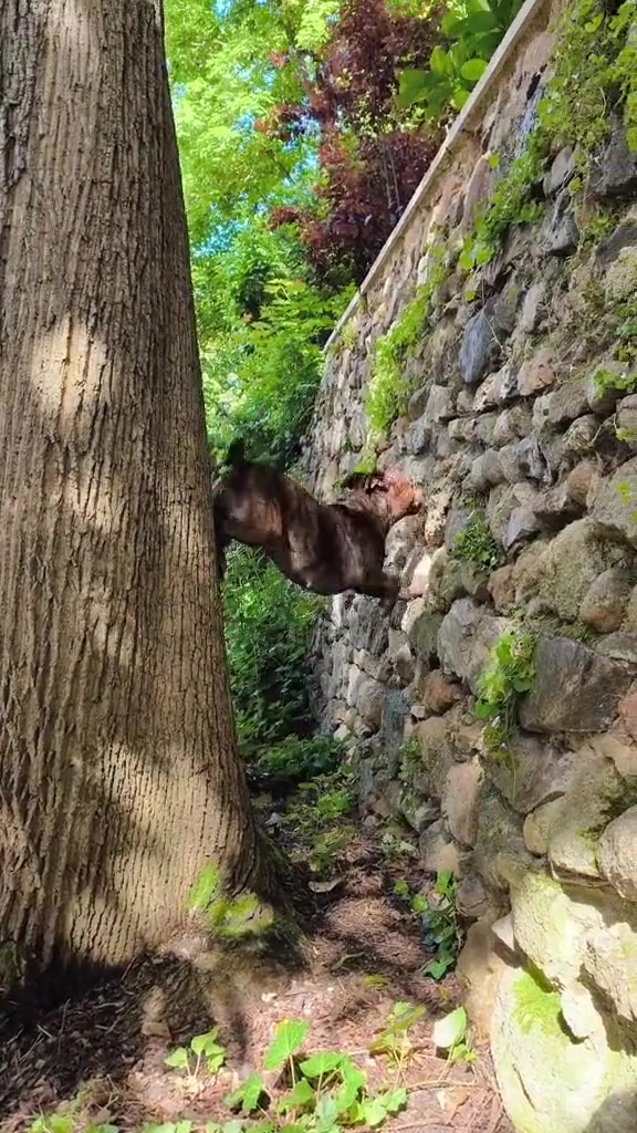 狗界智能与体能的佼佼者