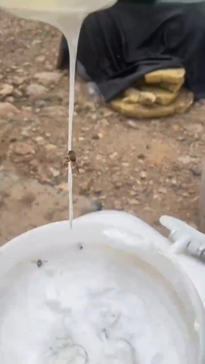 这是蜜还是什么啊？怎么这么多沫蜜蜂还往上冲