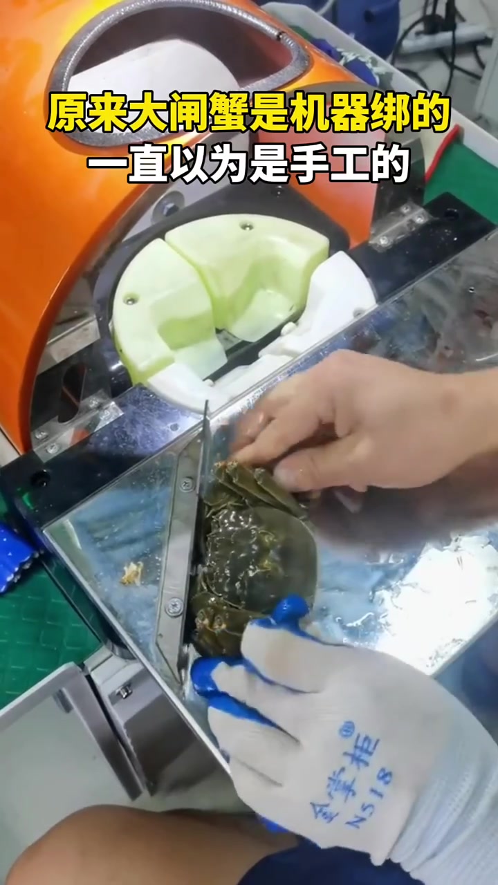 一直以为是手工，原来大闸蟹也是机器绑起来的