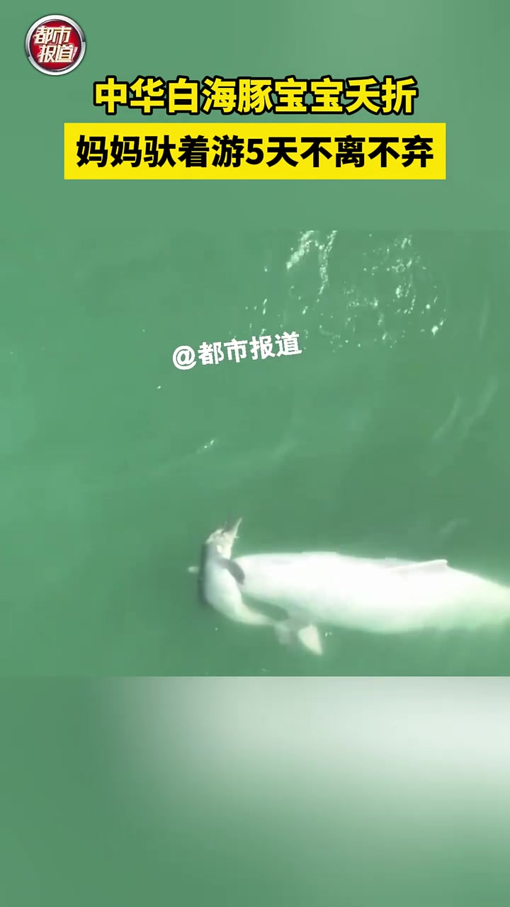 海豚宝宝夭折，妈妈驮着游5天不离不弃！ ！