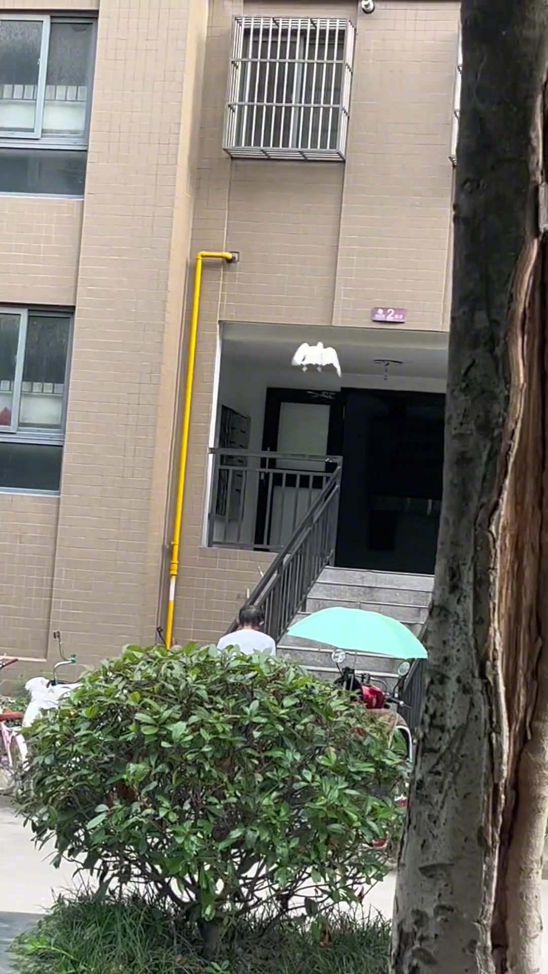 飞着都能拉屎的直肠子