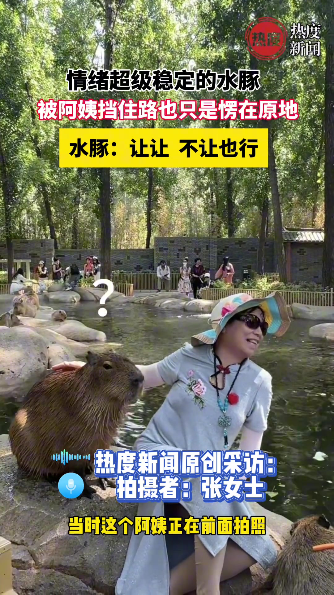 情绪超级稳定的水豚 被阿姨挡住路也只是愣在原地