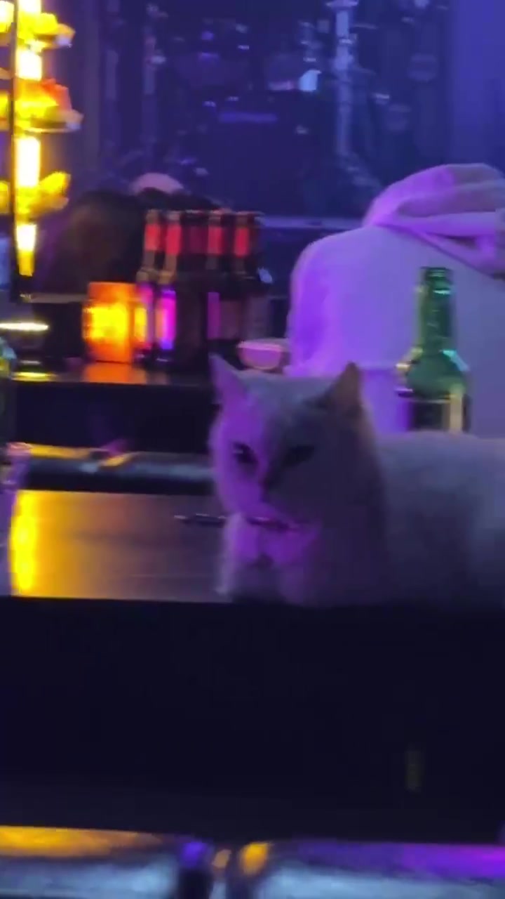 猫咪：什么玩意这么吵，这帮人不睡觉的吗？