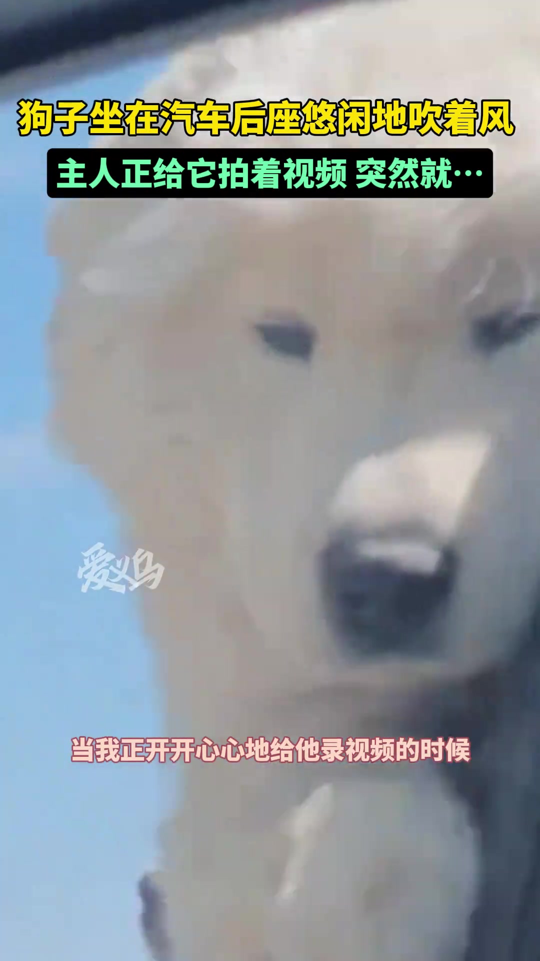 狗子坐车后座开心地吹着风 主人正给它拍视频突然就…