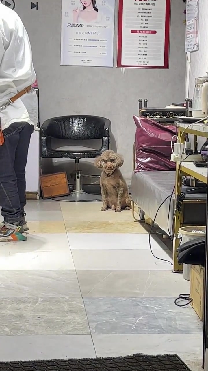 看理发店的狗子，总觉得哪里不对劲