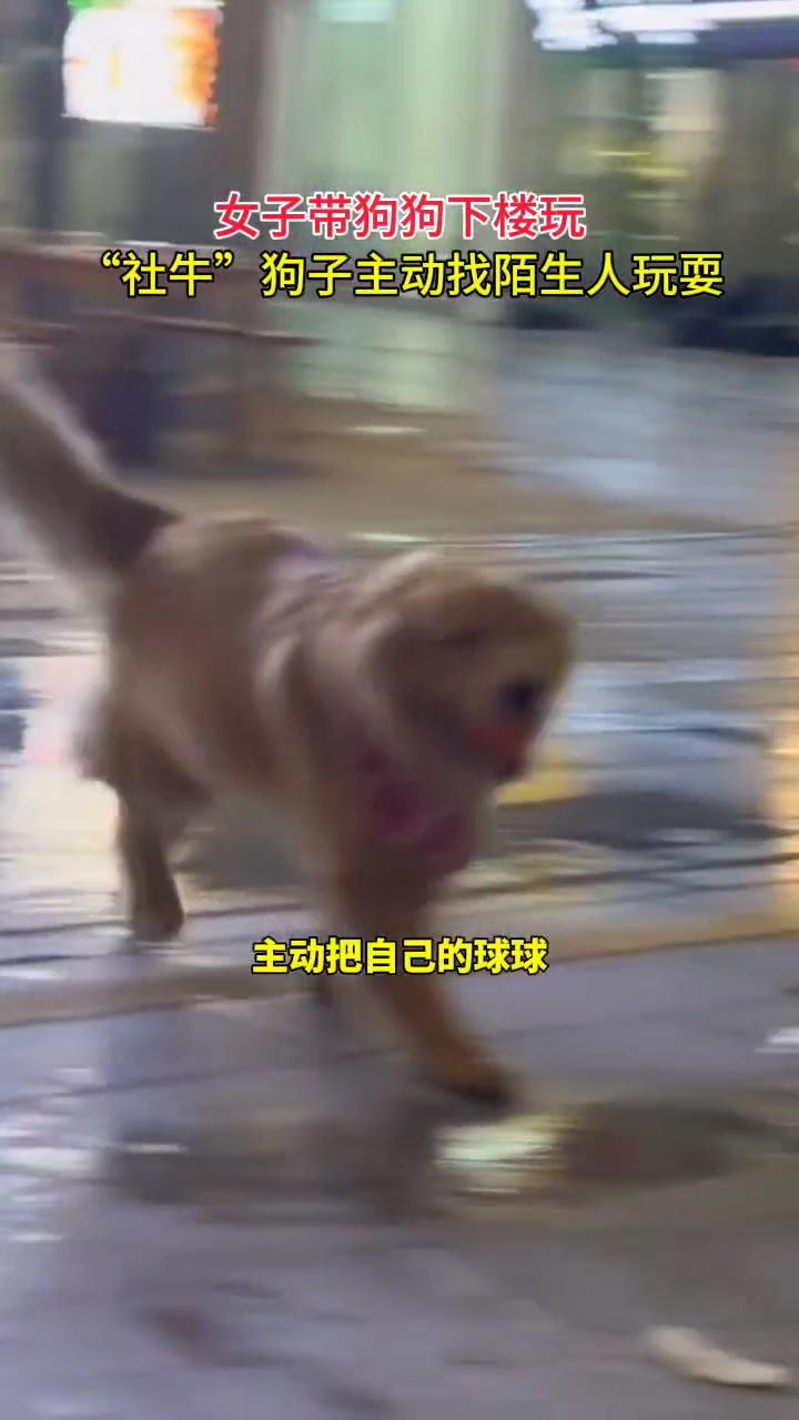 “社牛”狗狗