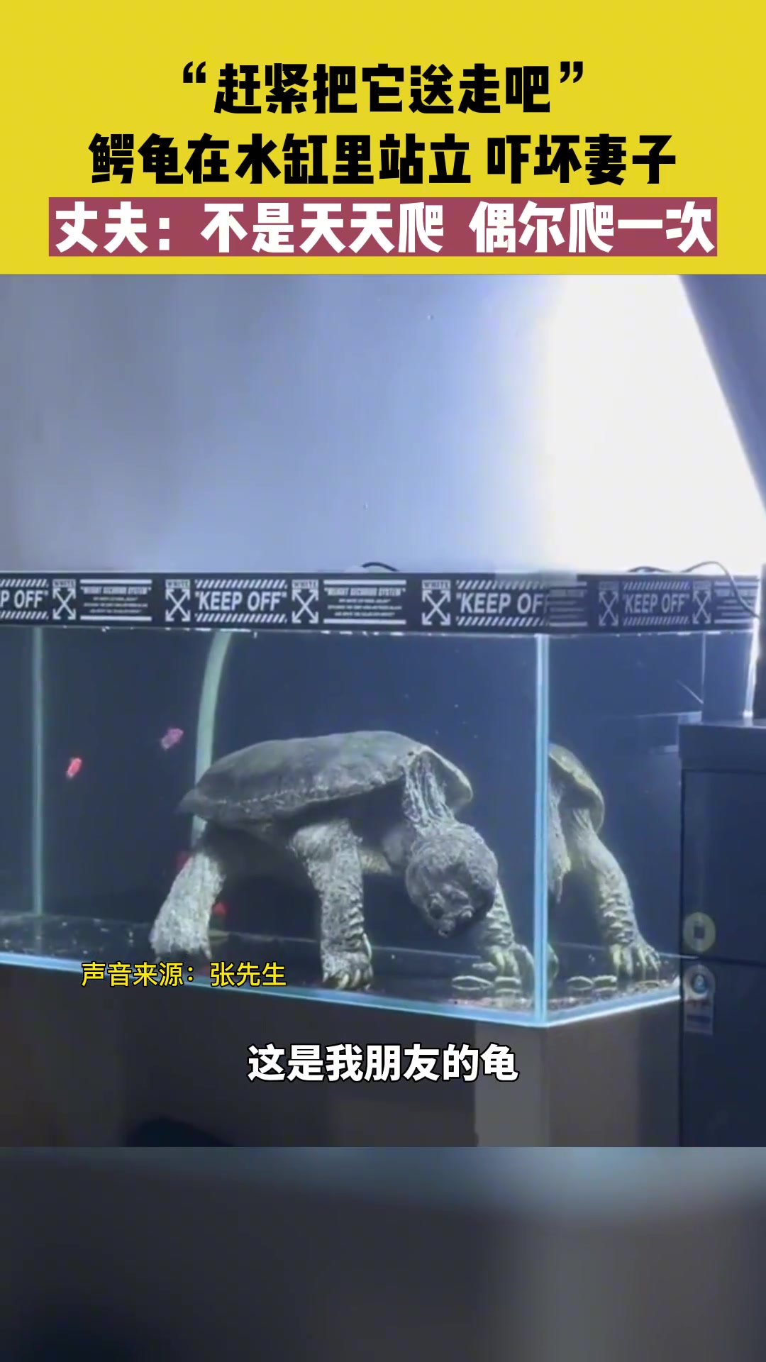 “赶紧把它送走吧”，鳄龟在水缸里站立 吓坏妻子！