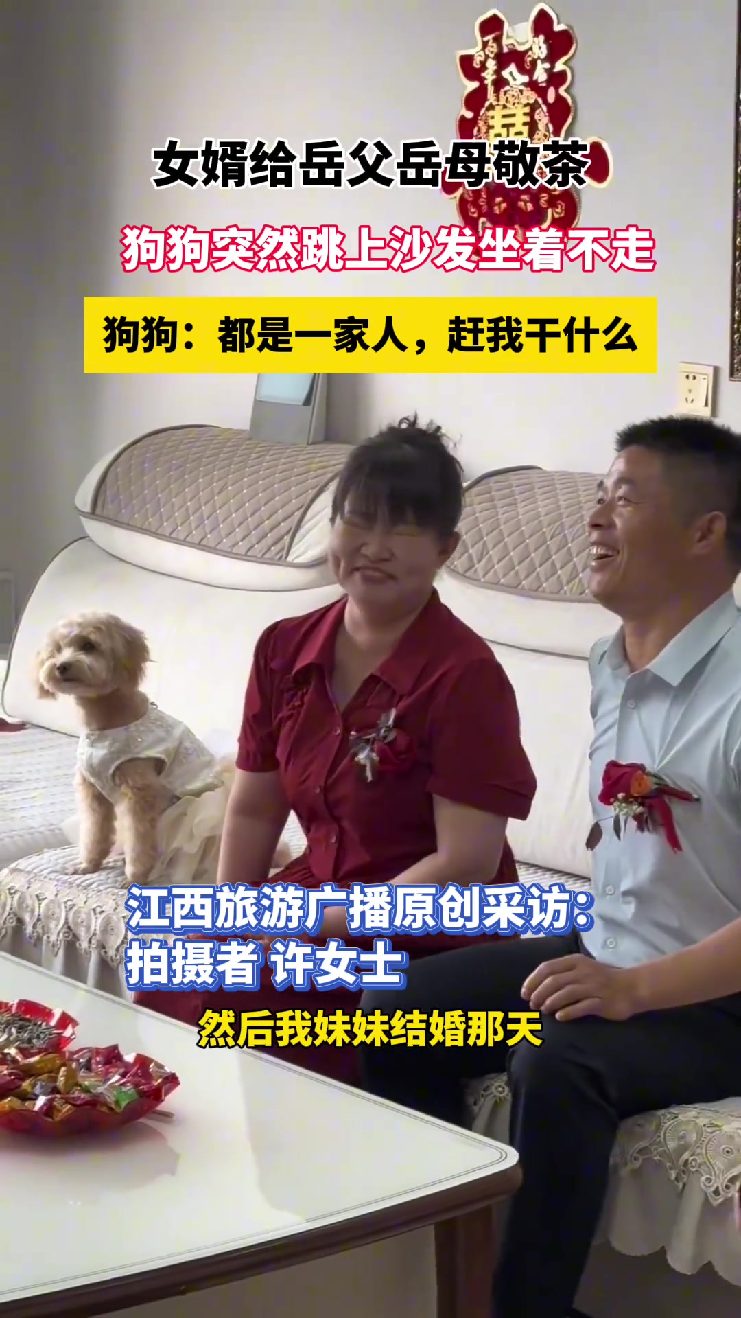 女婿给岳父岳母敬茶，狗狗突然跳上沙发坐着不走