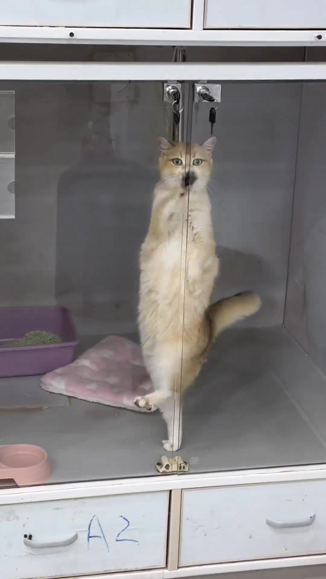 这猫有点子技术在身上！
