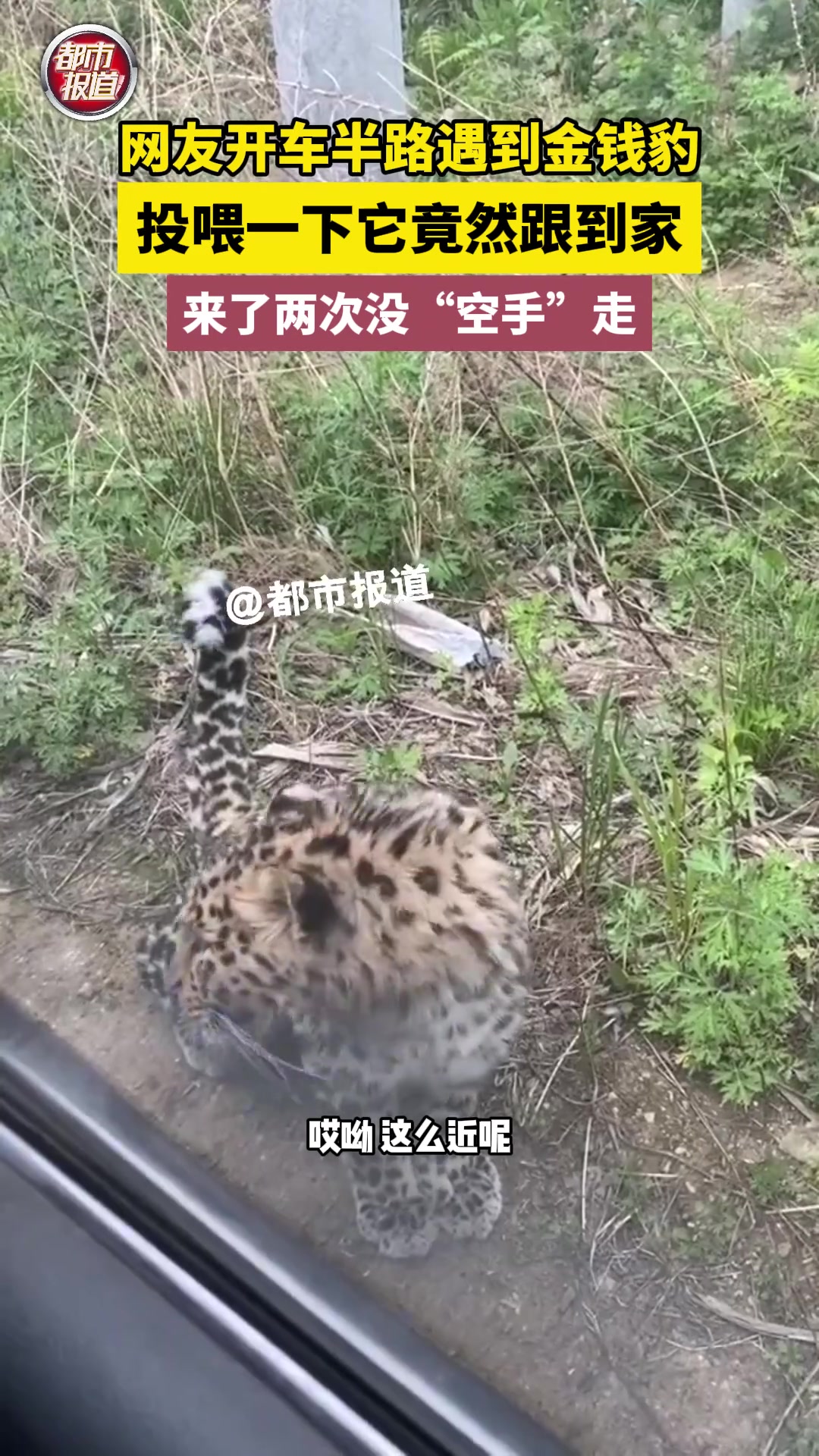 网友开车半路遇到金钱豹，投喂一下它竟然跟到家
