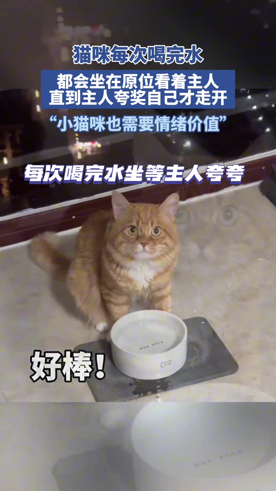 猫咪每次喝完水，都会坐在原位等主人夸奖才走开