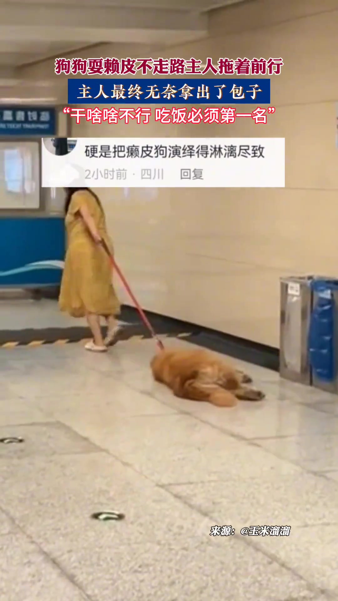狗狗耍赖皮不走路主人拖着前行主人最终无奈拿出了包子