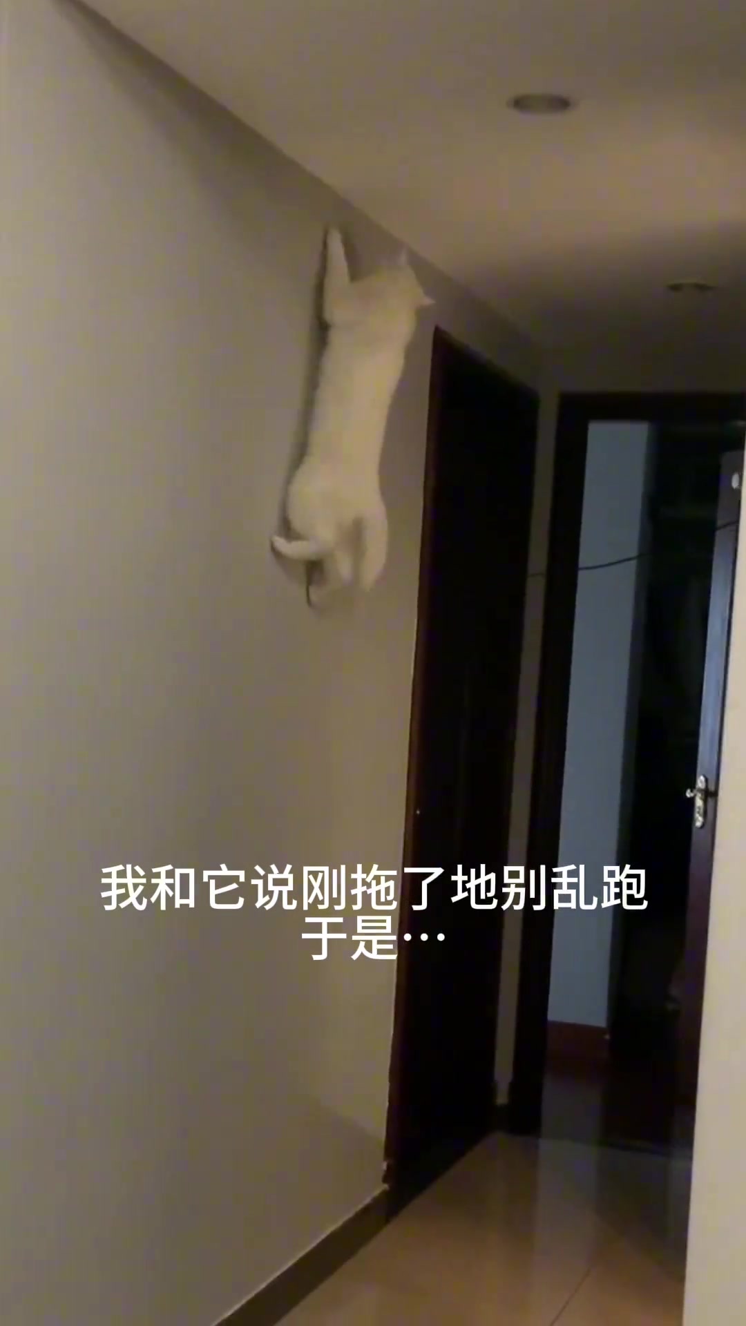 主人叮嘱小猫刚拖地别乱跑，结果小猫飞檐走壁