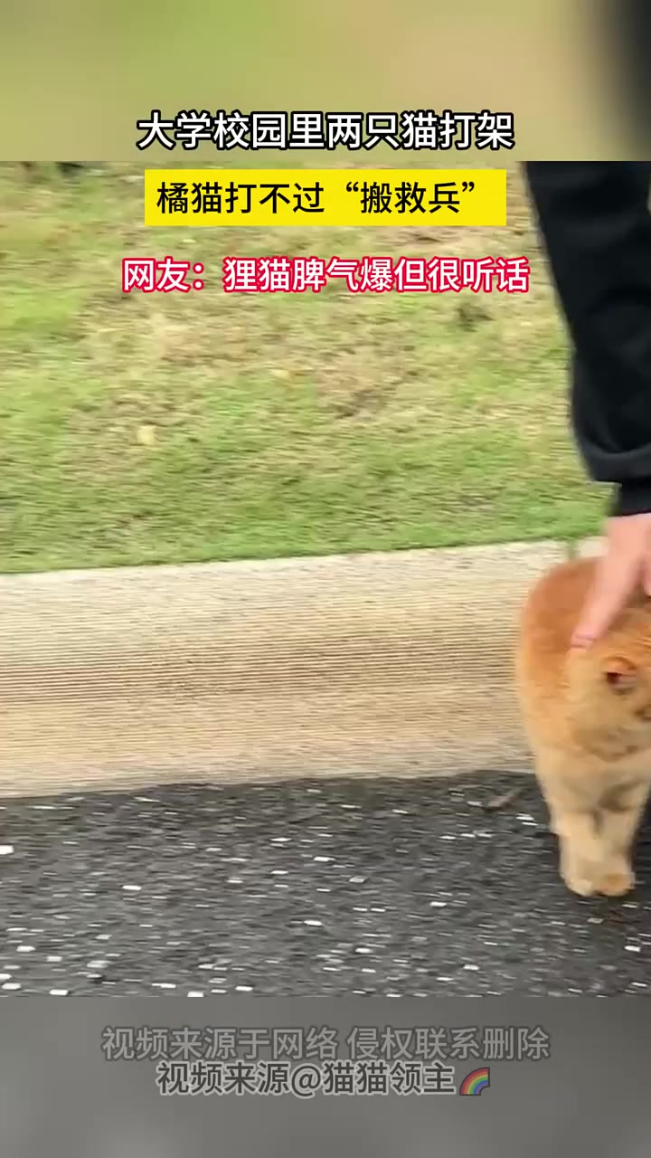 真是梅狸猫！！
