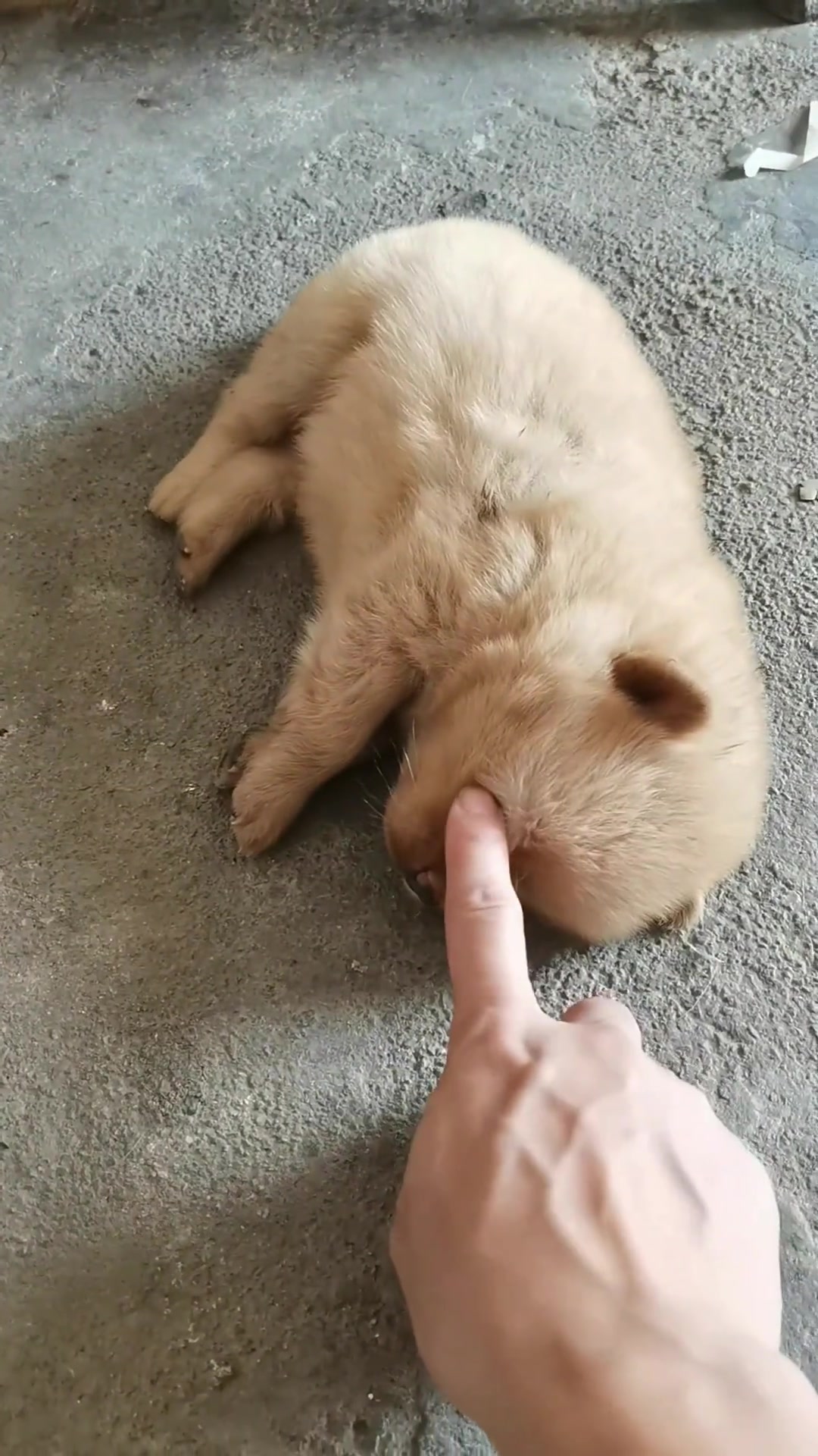 不睡觉老瞪着我干啥呢 我脸上也没花