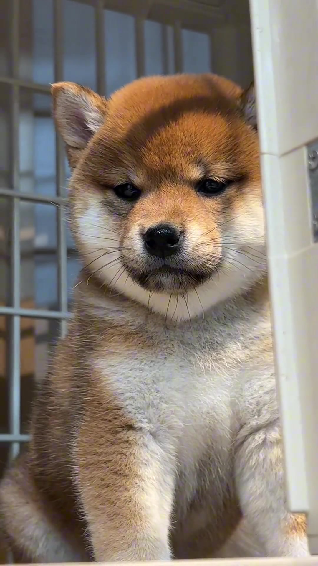 看我眼神行事 柴犬宝宝