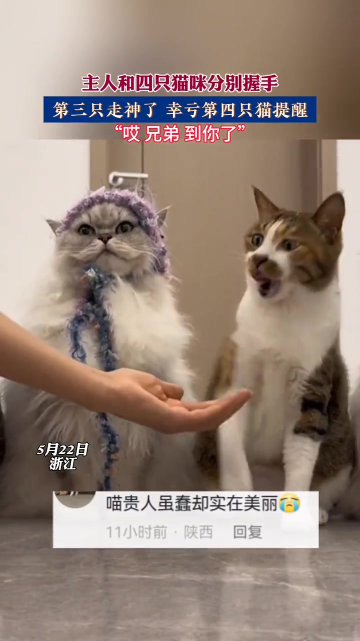 唉，领导叫你握手呢！